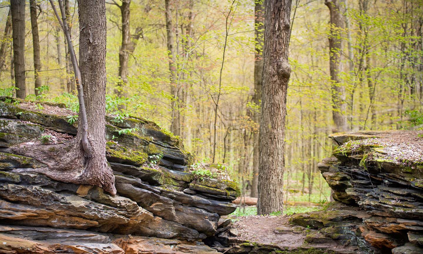 Rock piles within the forest