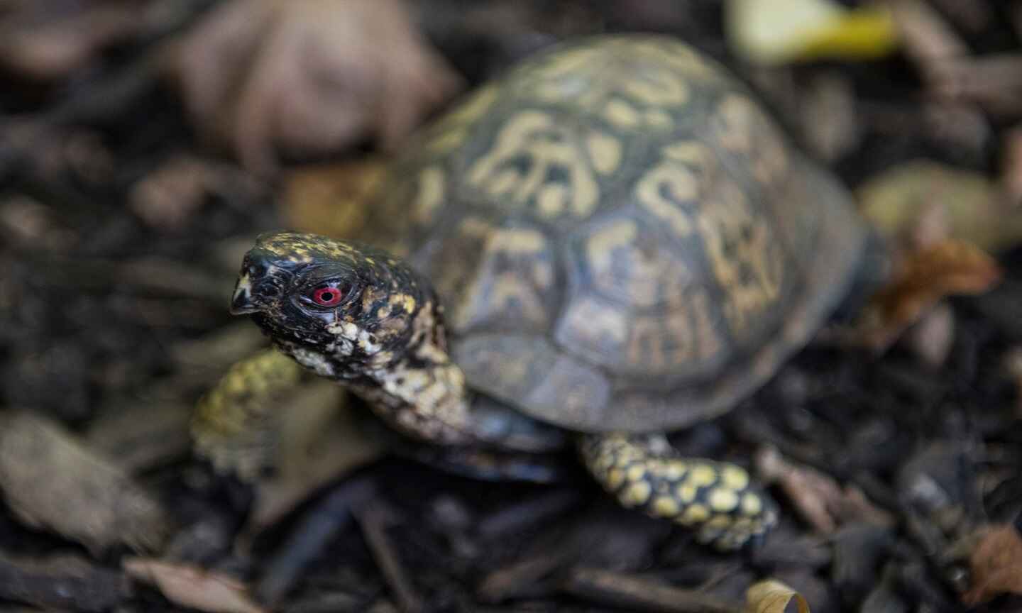 Turtle on the ground