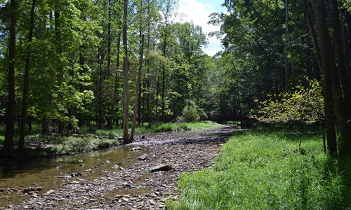 Creek stream bed among trees