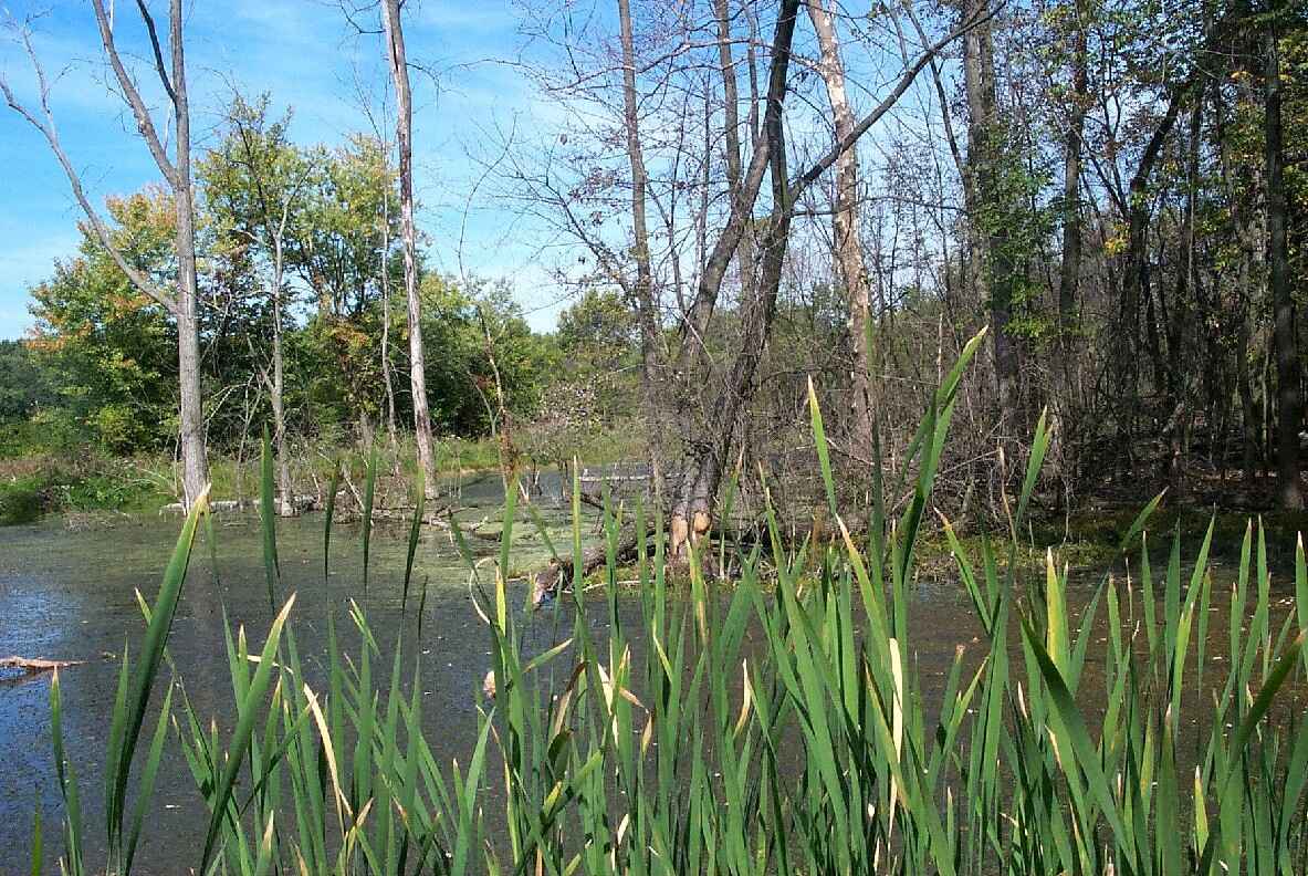 Wetlands with trees and ferns