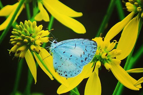 Blue butterfly on a yellow flower