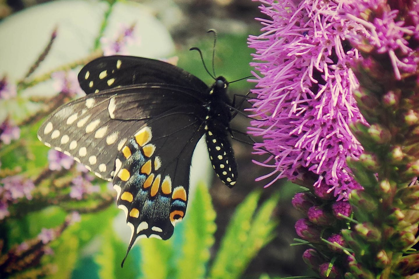 Butterfly on a purple flower