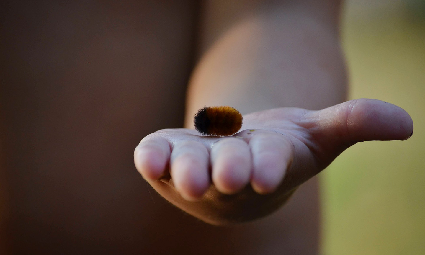 Hand holding a caterpillar