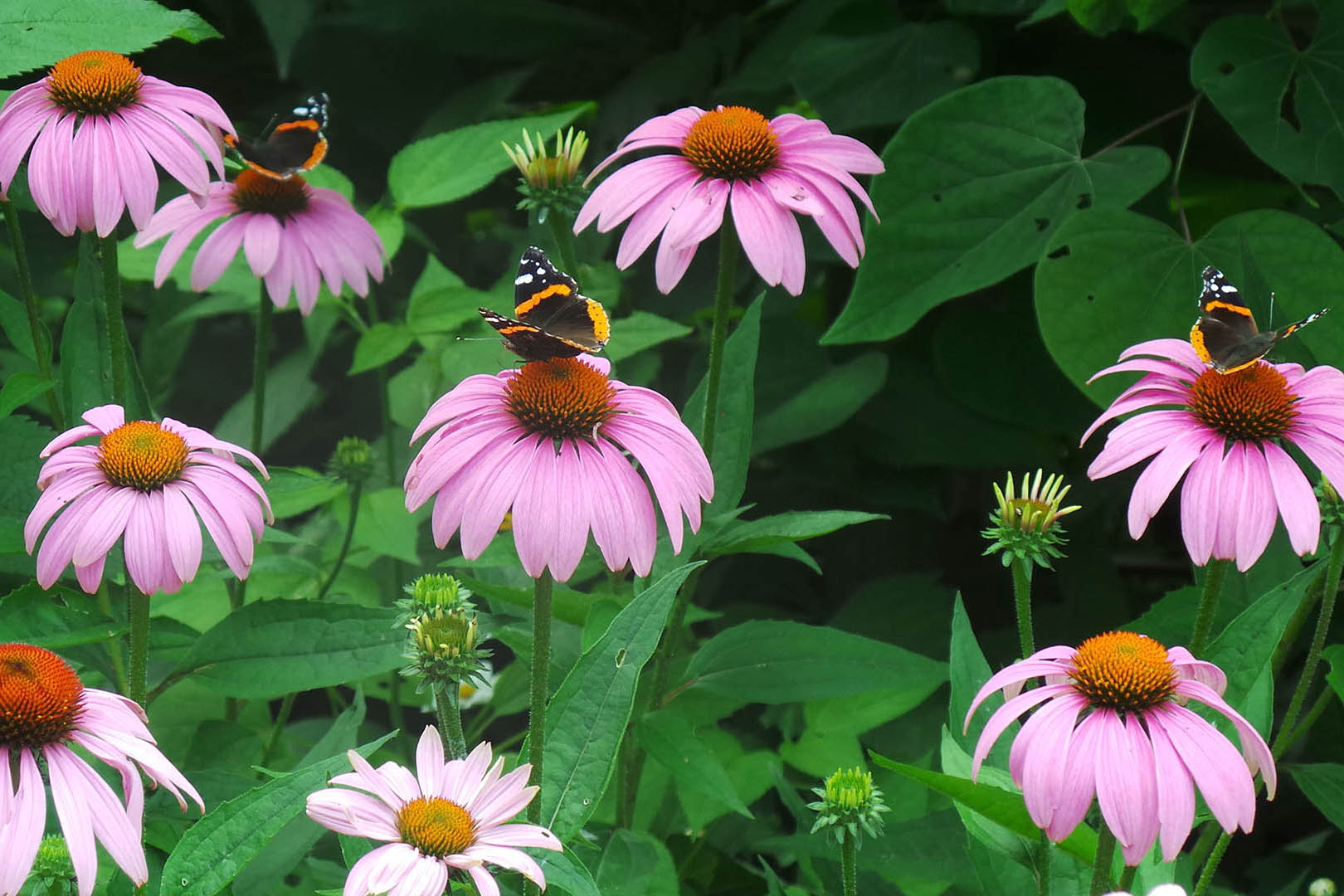 cone flowers