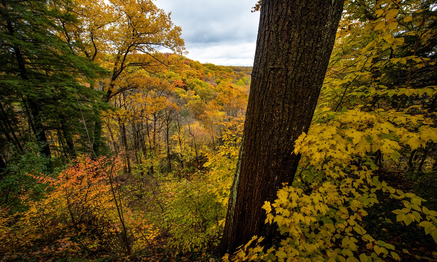 fall trees