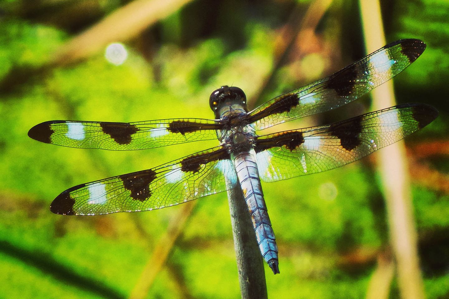 Dragonfly