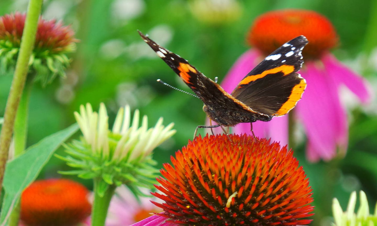 Butterfly on a red plant