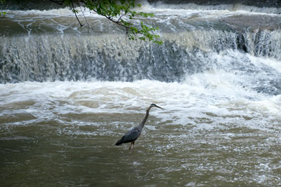 Blue heron in bedford reservation water