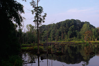 A lake surrounded by trees