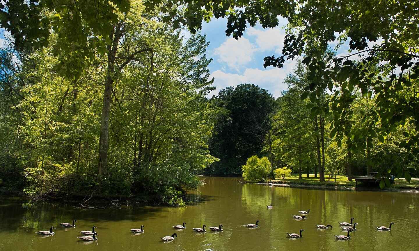 Ducks swimming in a pond