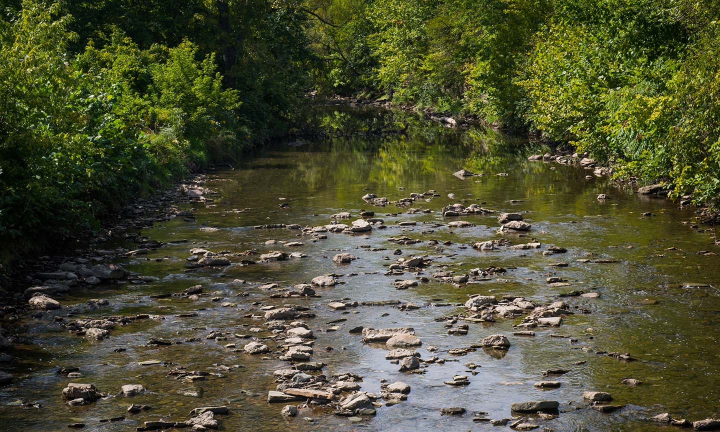 A creek with stones 