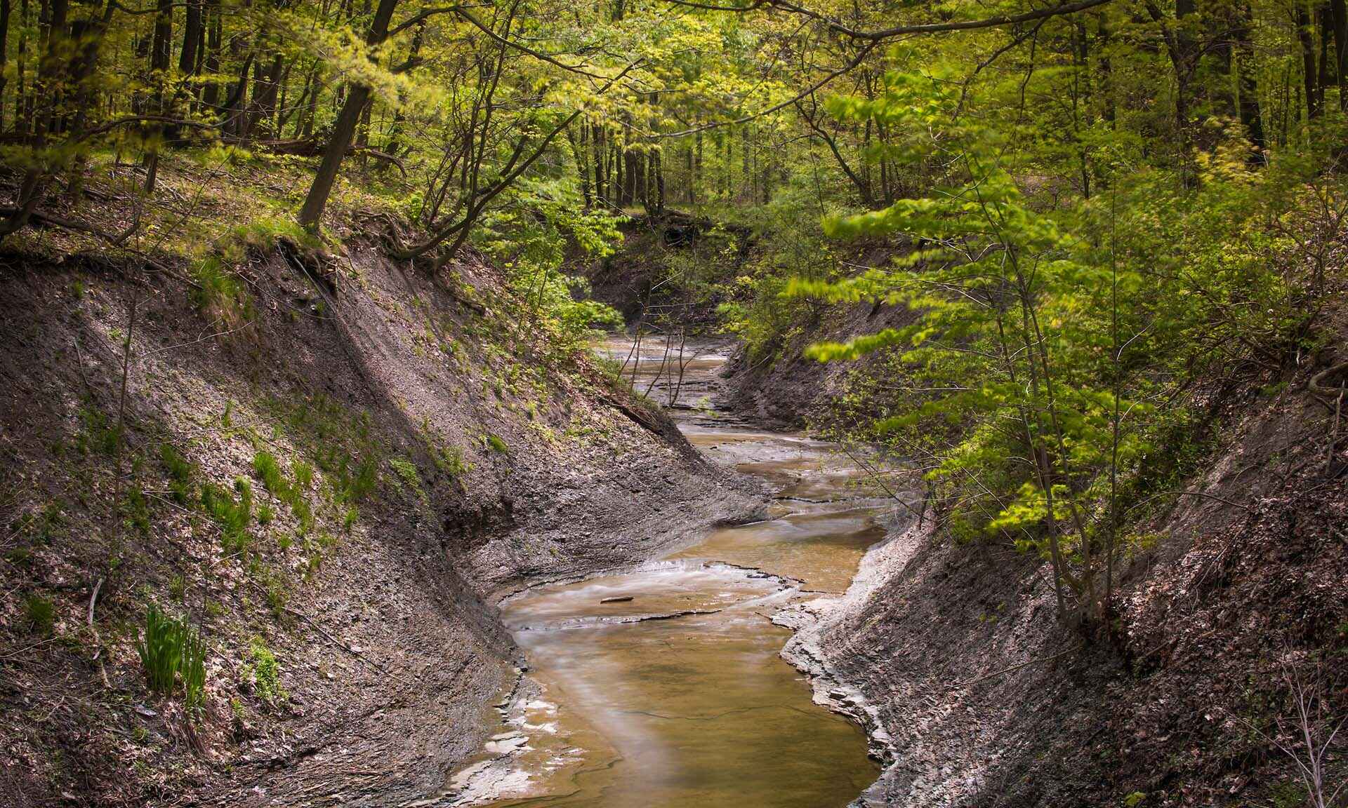 A creek in the woods