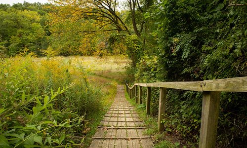 Trail going through the woods