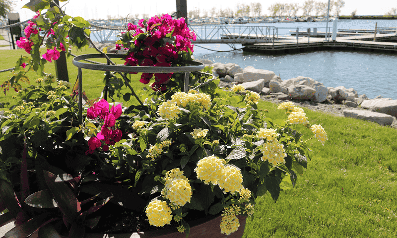 Pink and yellow flowers