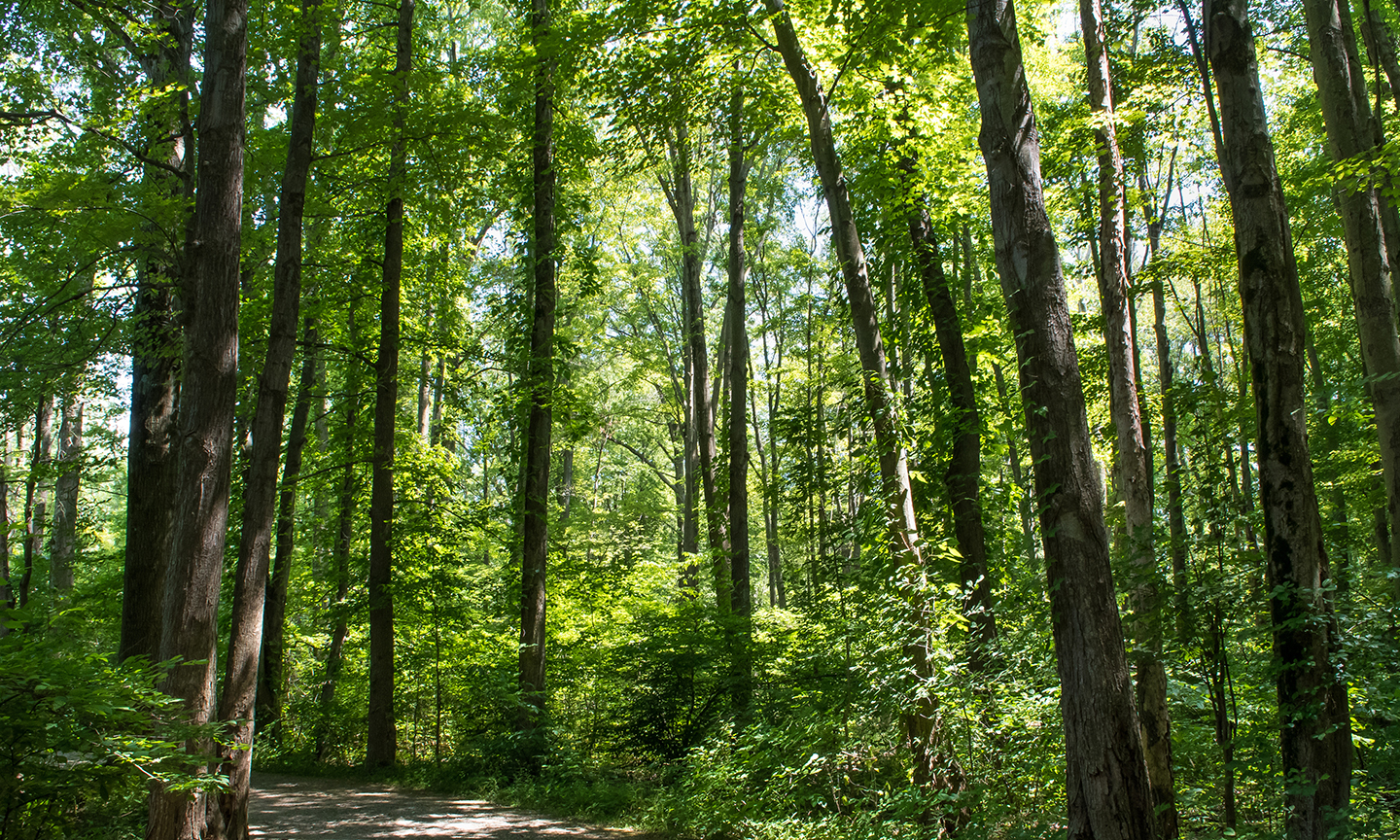 A hiking trail in the trees