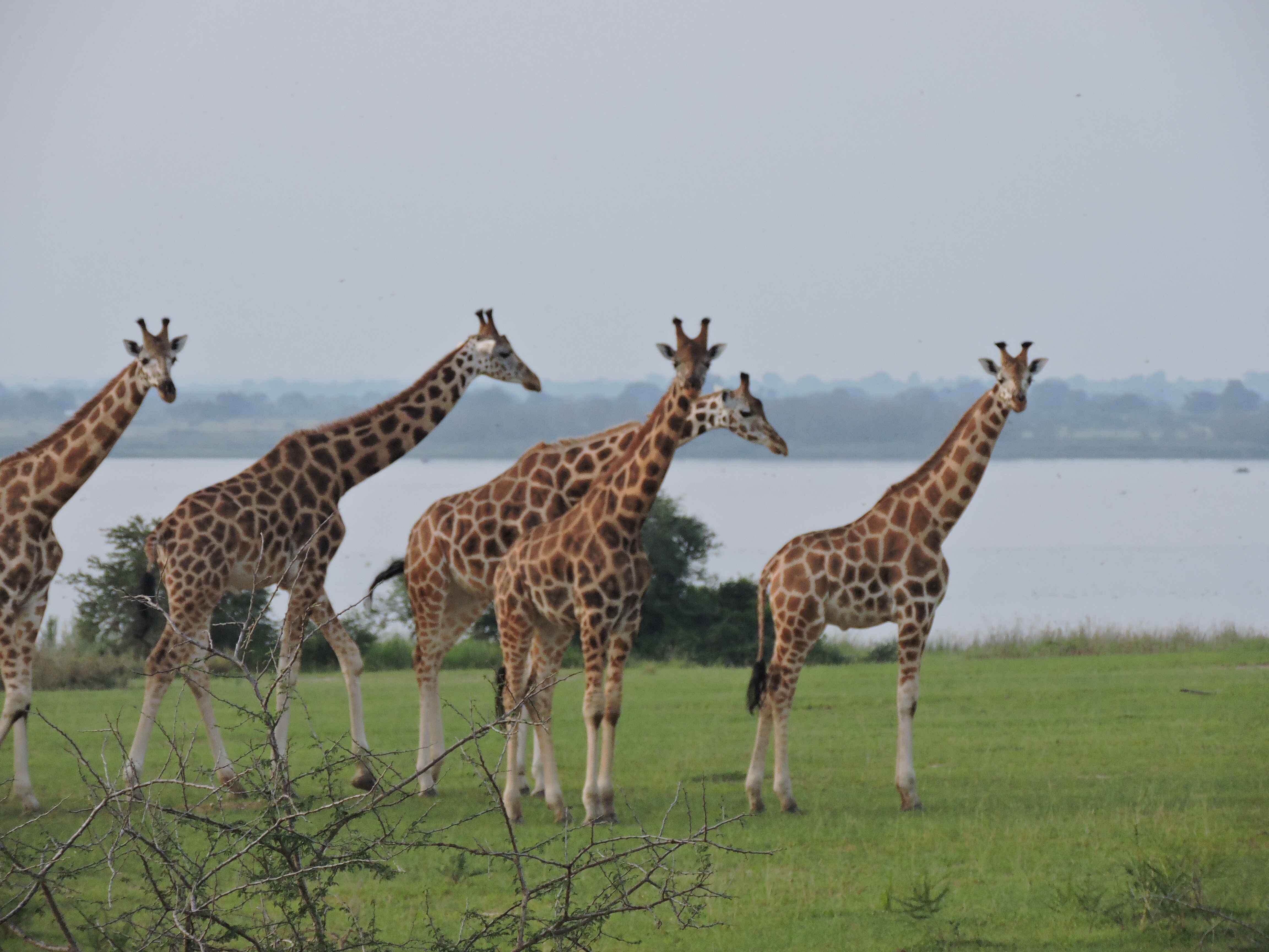 A group of giraffes