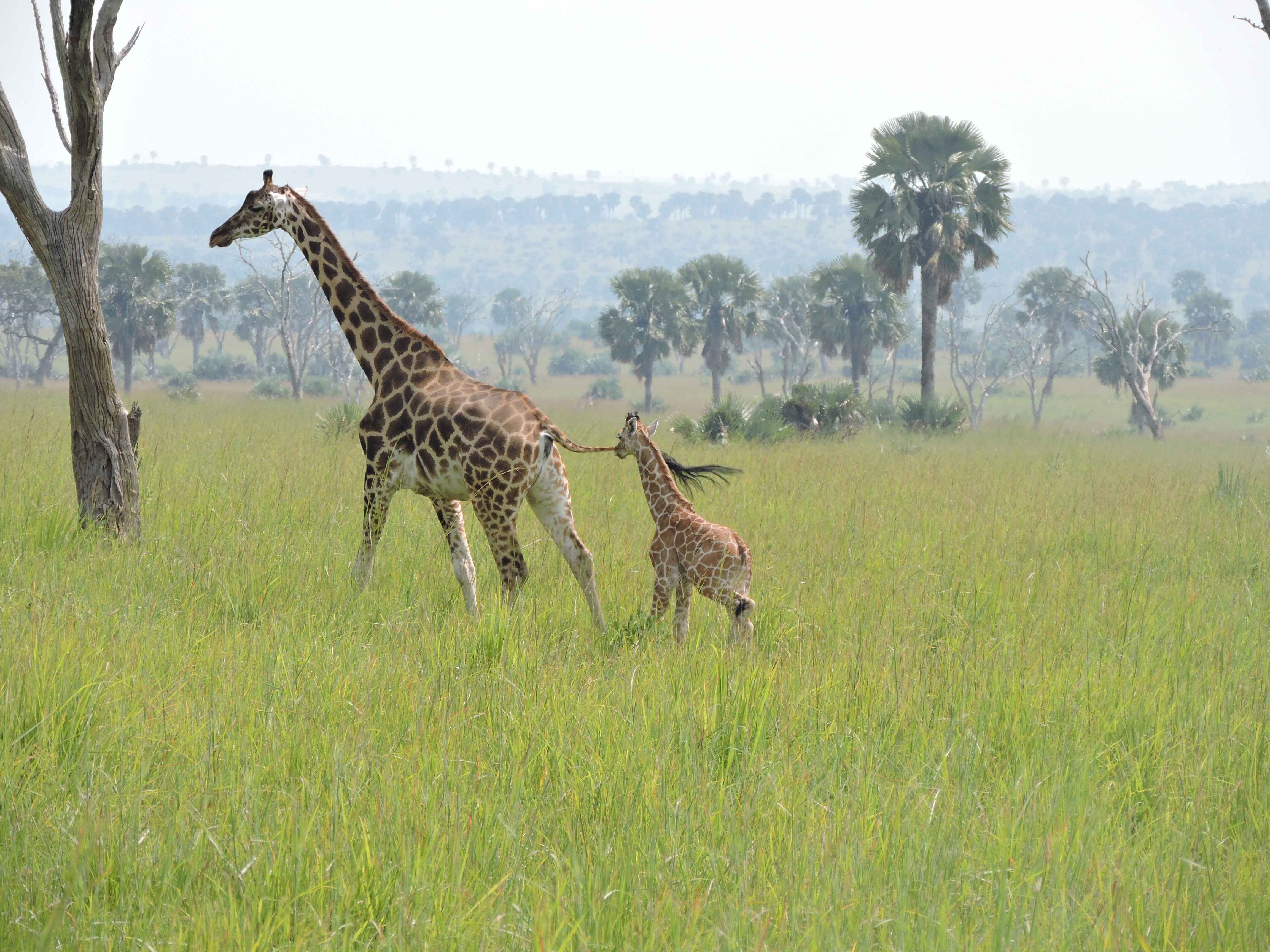 A baby giraffe following an adult giraffe