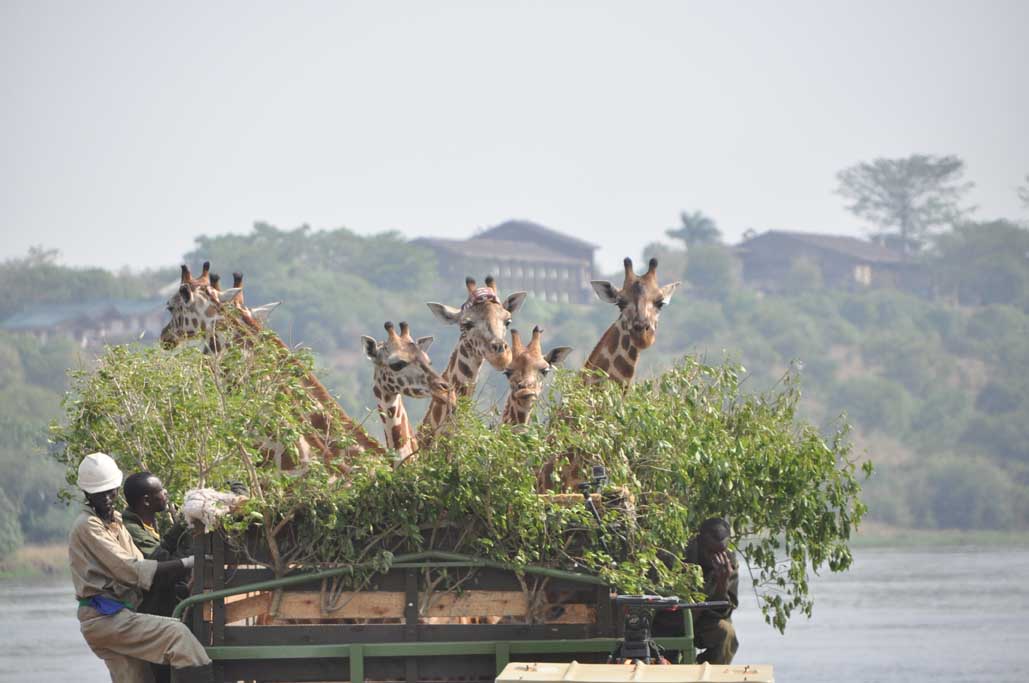 A group of giraffes on a truck