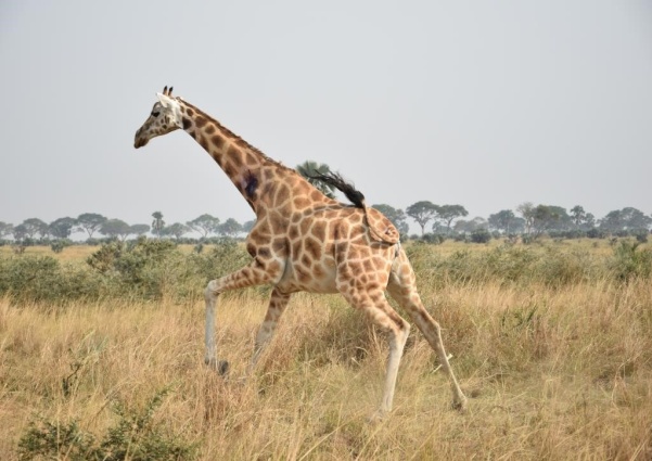 A giraffe running through a field