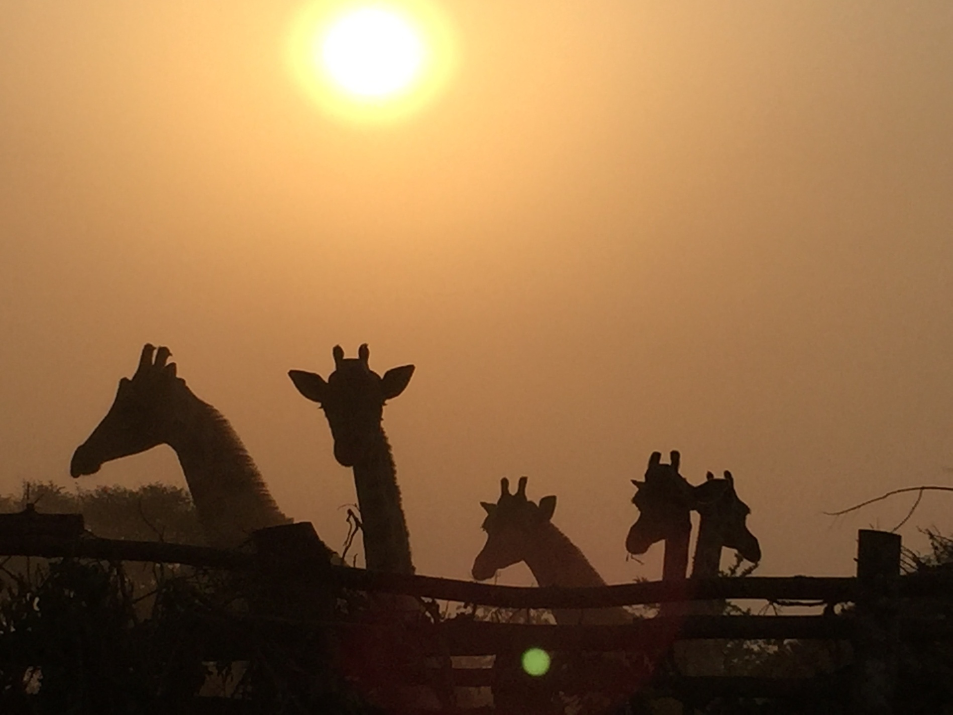 A sunset behind giraffes