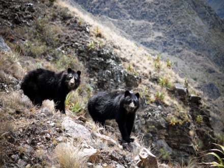 Two bears on a hill