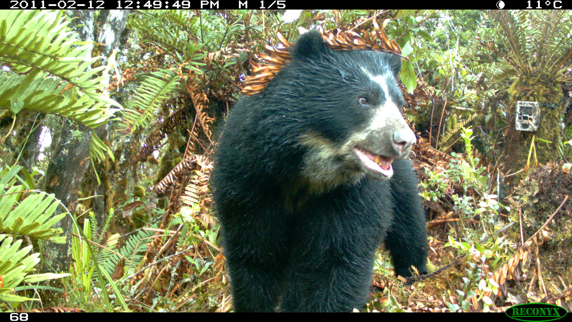 A close up of a bear