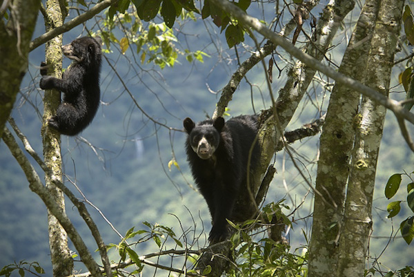 Bears in a tree