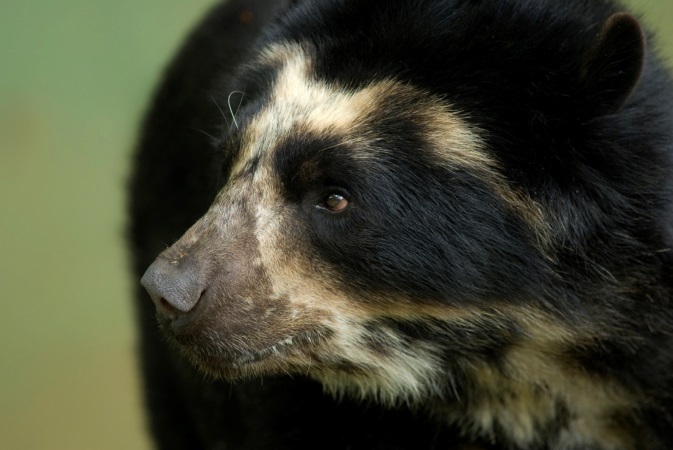 A close up of a black and brown bear