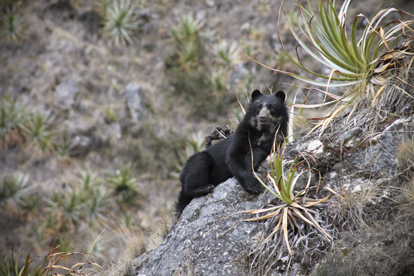 A bear on a hill