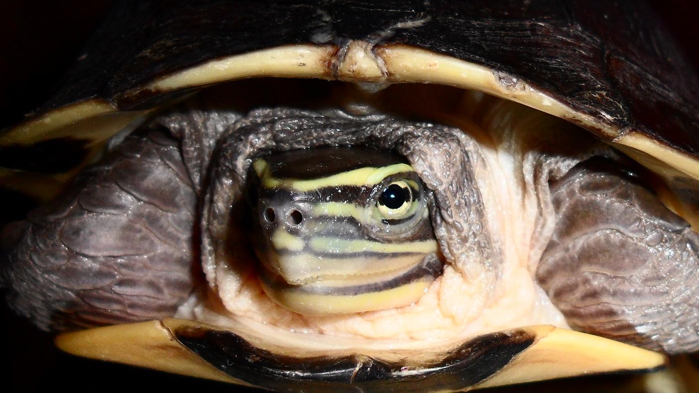 A turtle's face