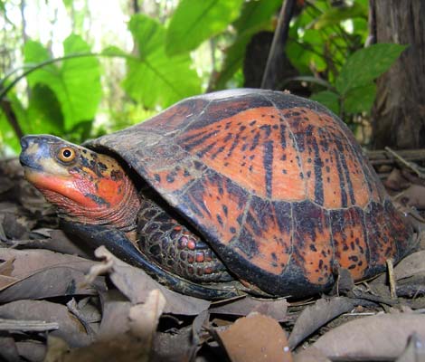 An turtle with a spotted shell