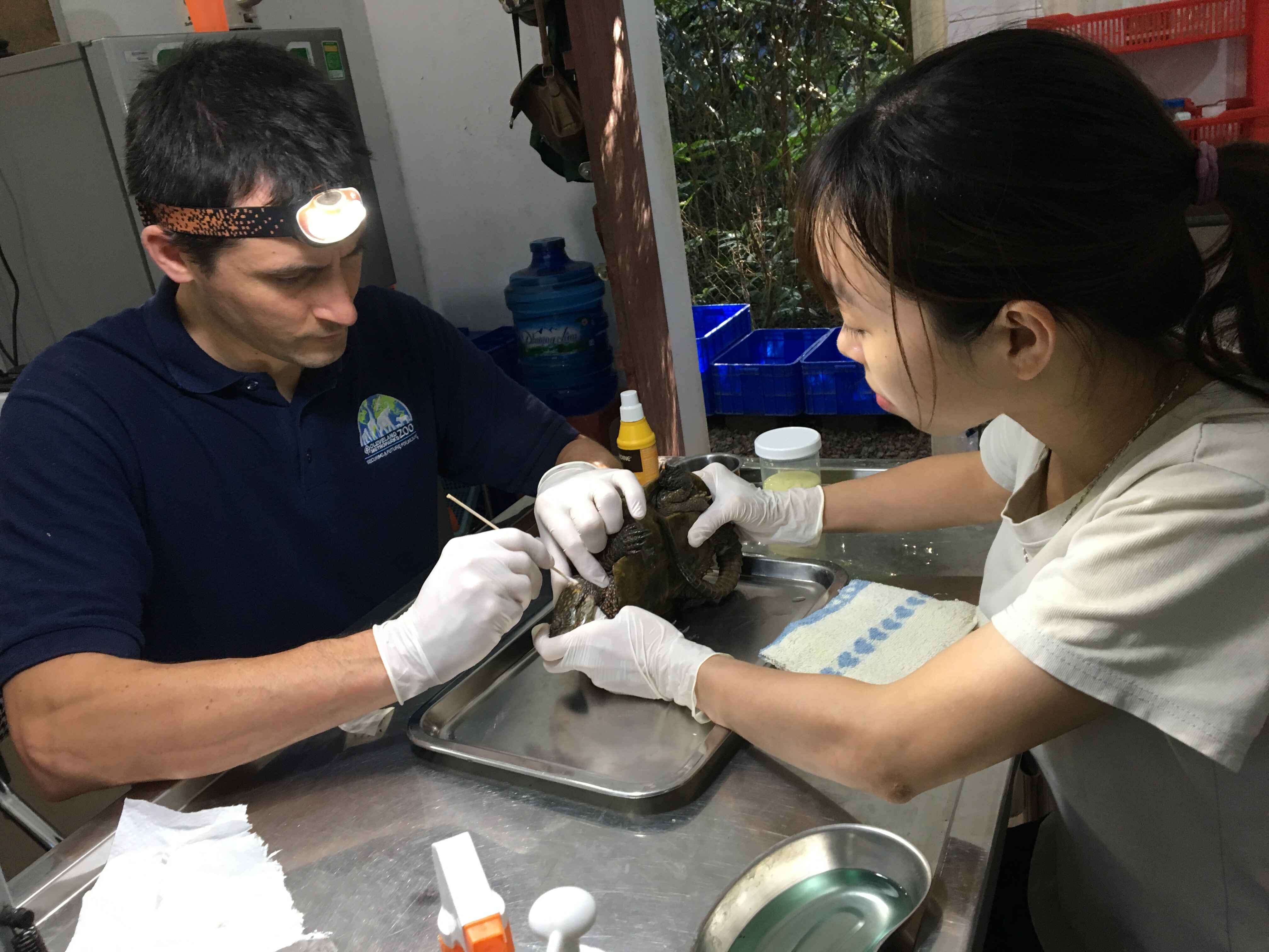 Employees taking care of a turtle