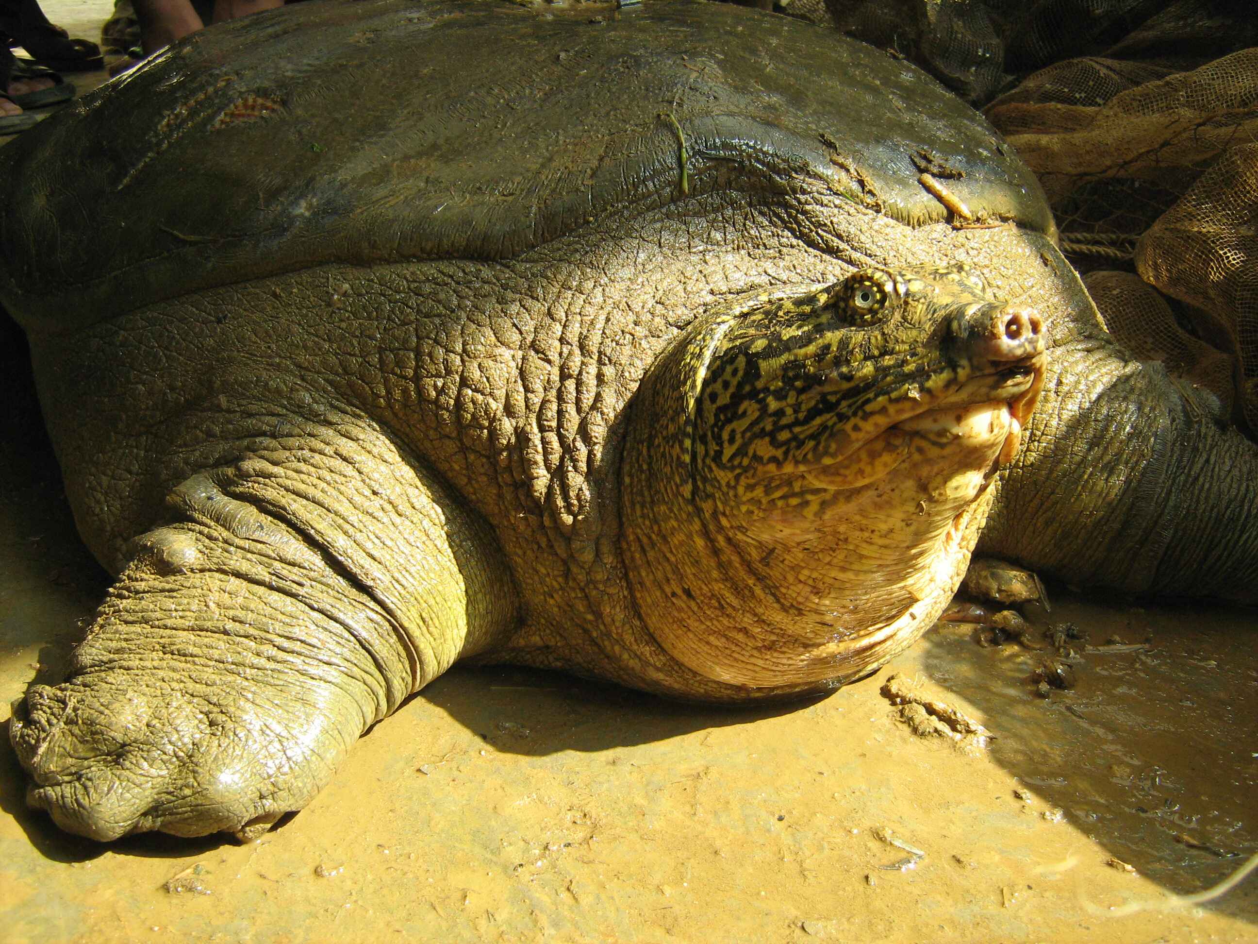 A large turtle