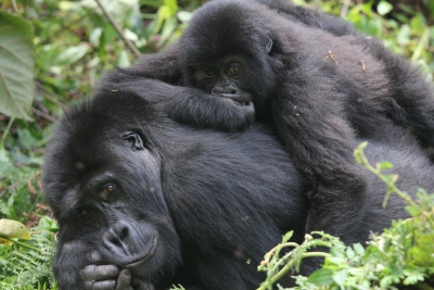 Gorilla's laying on each other