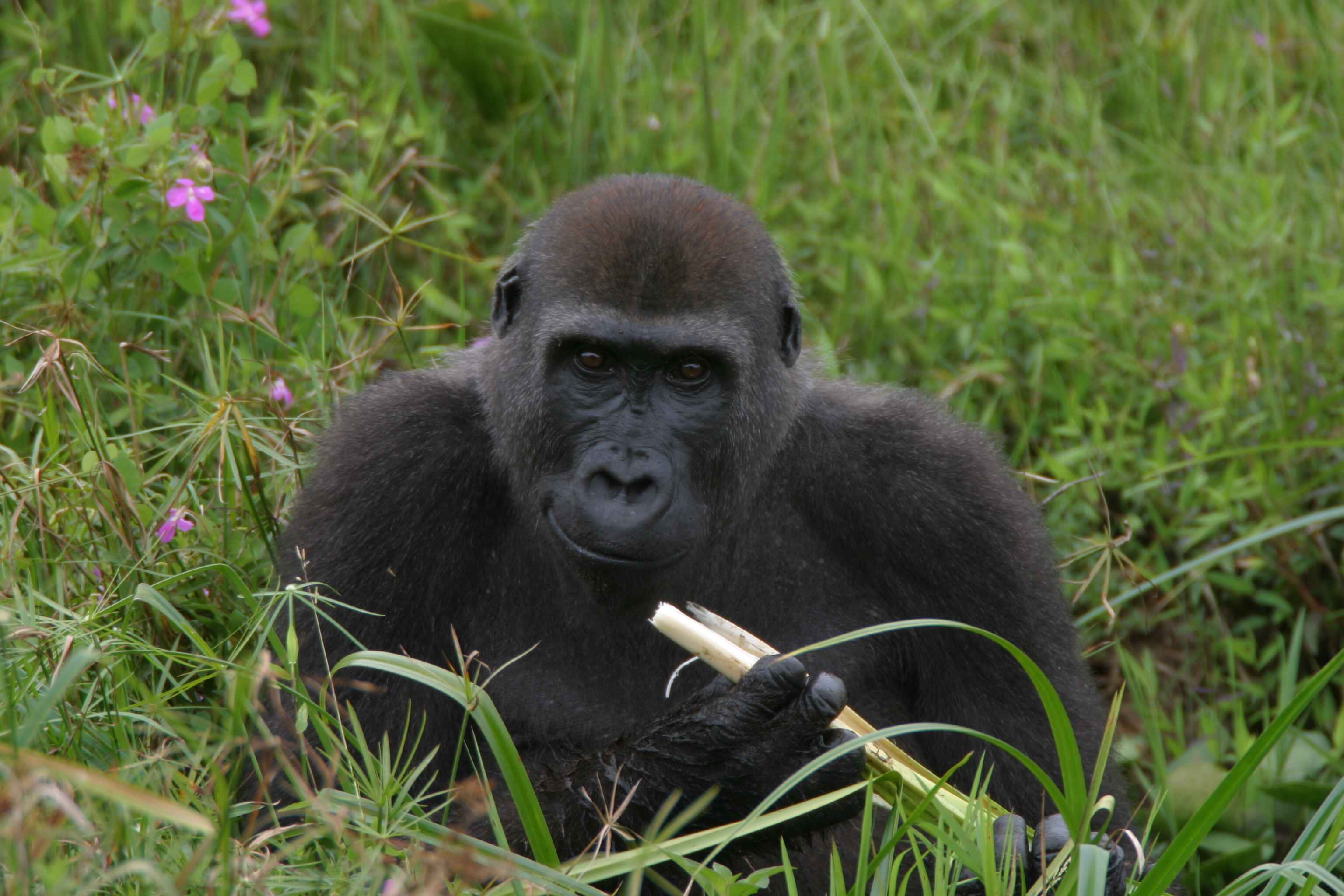 A gorilla eating