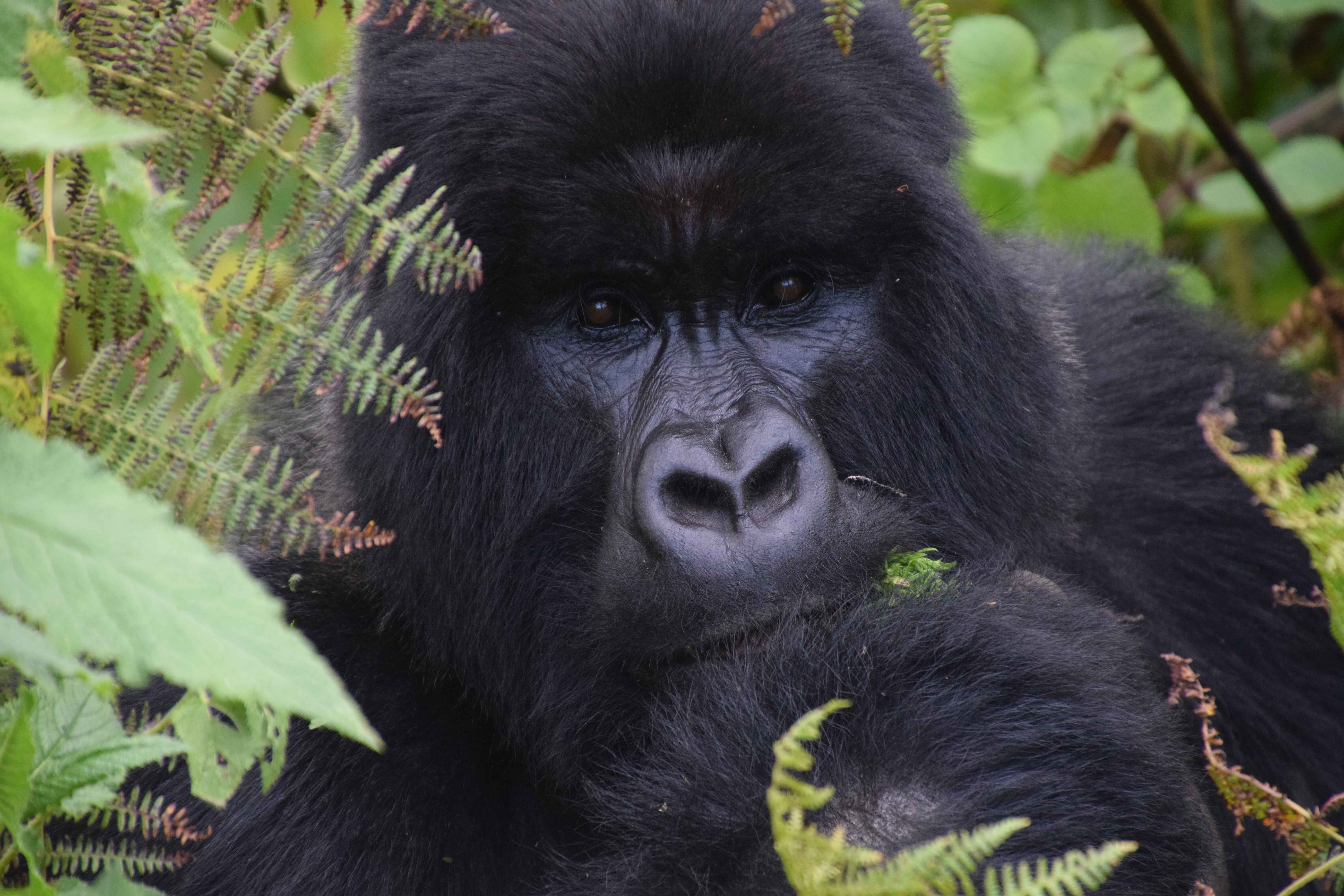 A close up of a gorilla's face