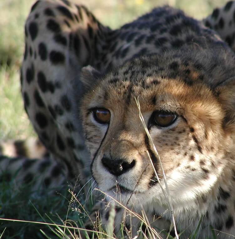 A cheetah crouching in the tall grass