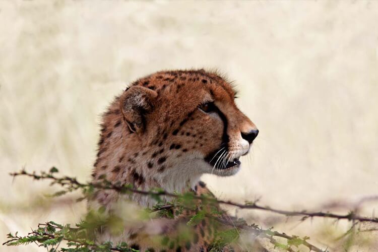 A cheetah looking through branches