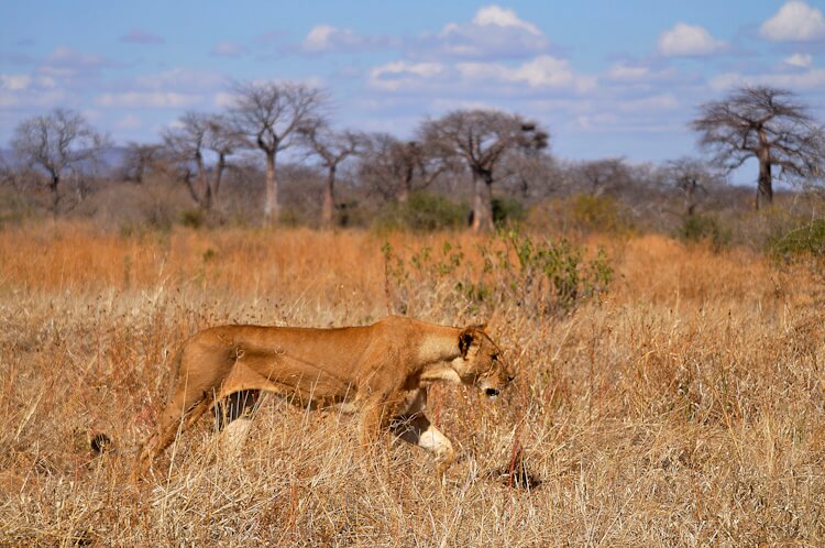 A female lion walking through the tall grass