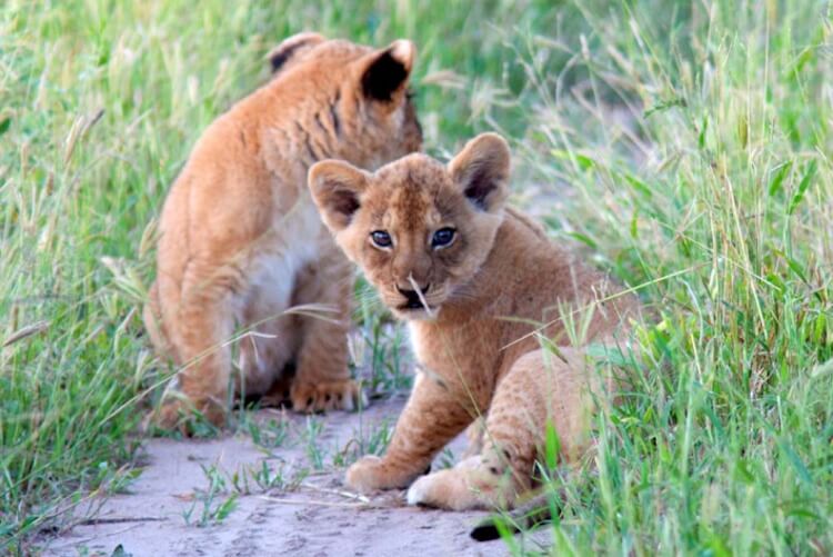 Lion cubs laying in grass