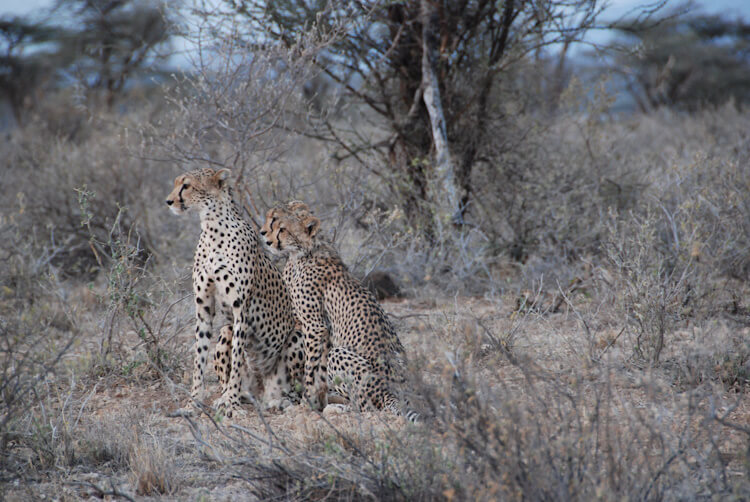 Three cheetahs sitting together