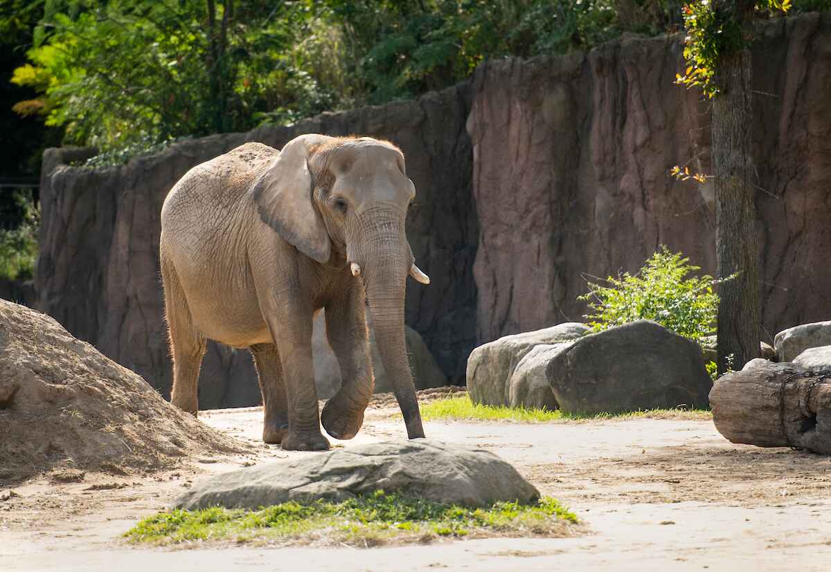 An elephant walking down a path