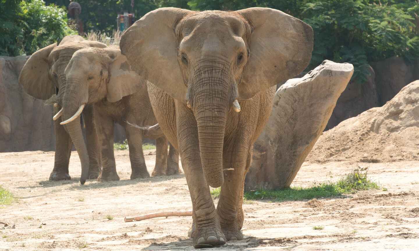 Three elephants in a zoo exhibit