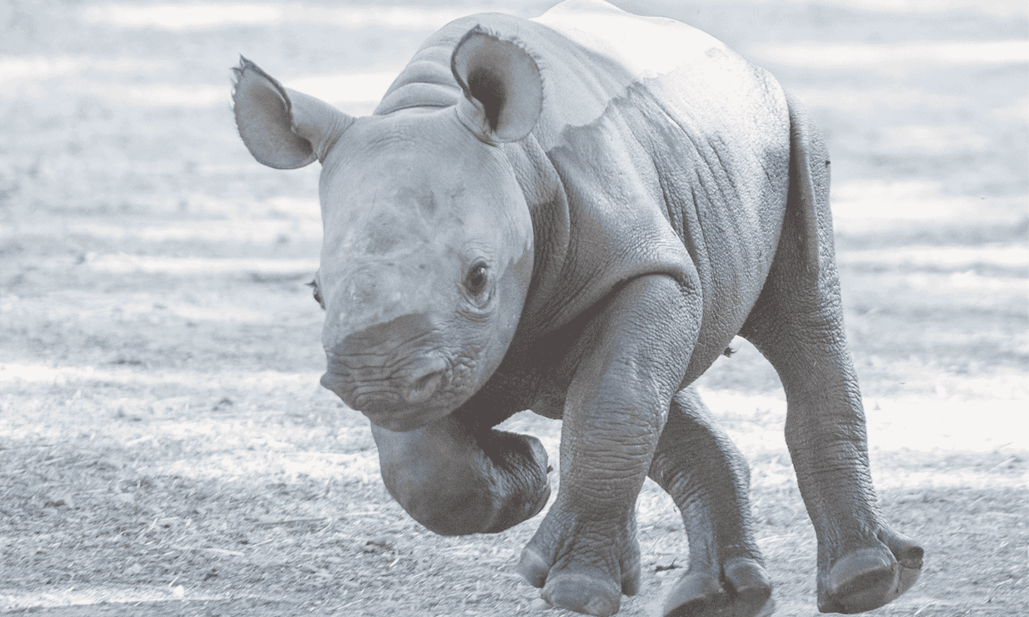 A rhino running