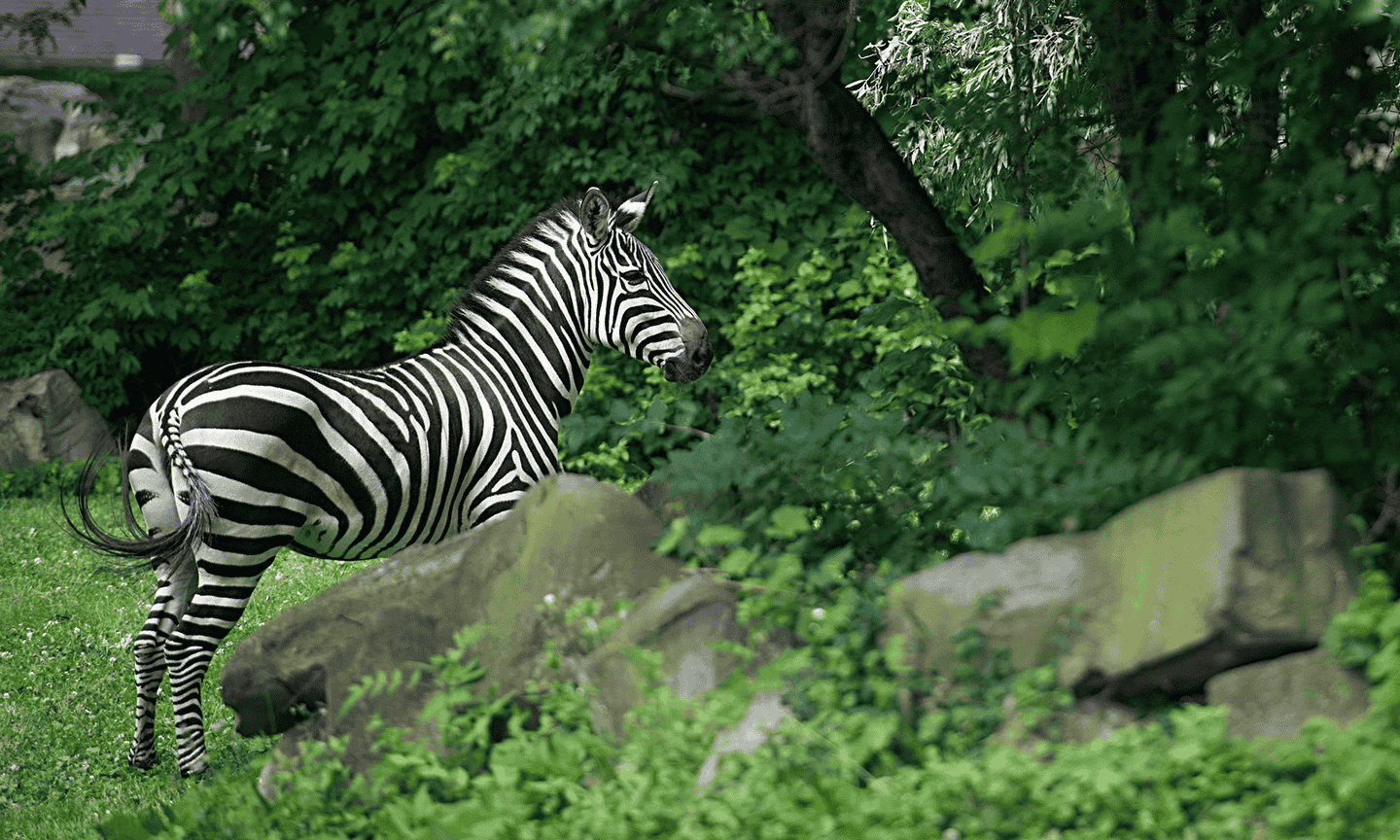 A zebra in the grass