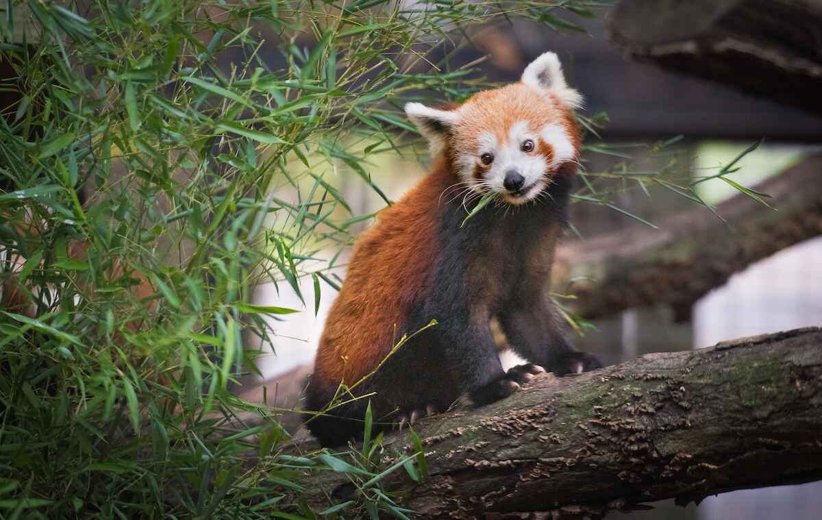 A red panda on a log