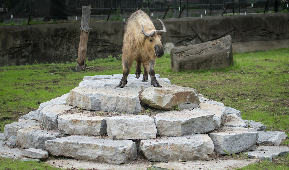 A takin on a pile of rocks