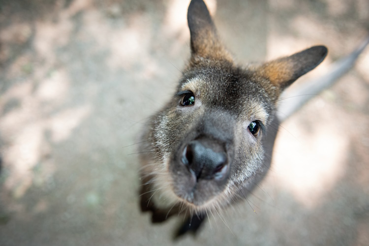 A baby kangaroo face