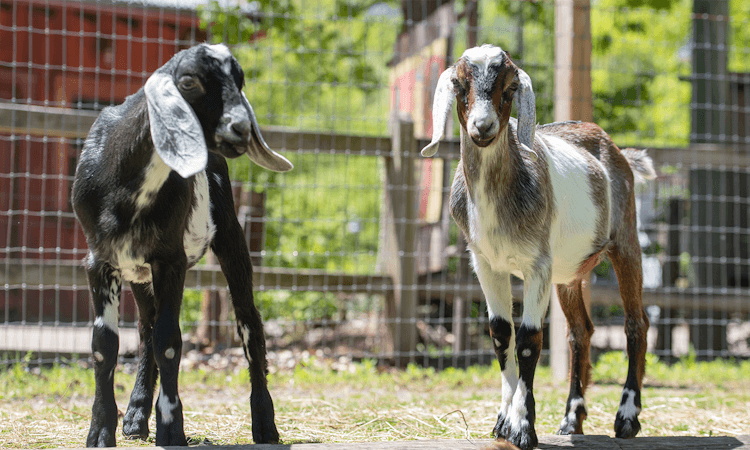 Goats in a pen