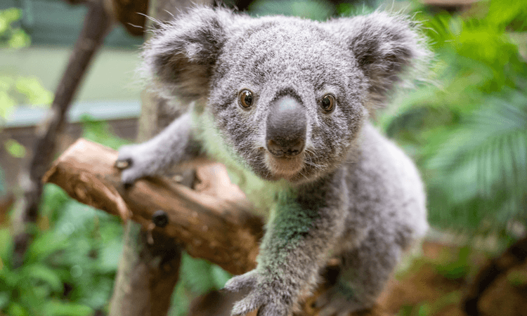 A koala in a tree